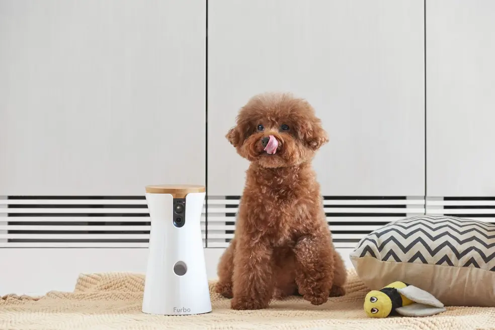 Hund mit intelligentem Halsband