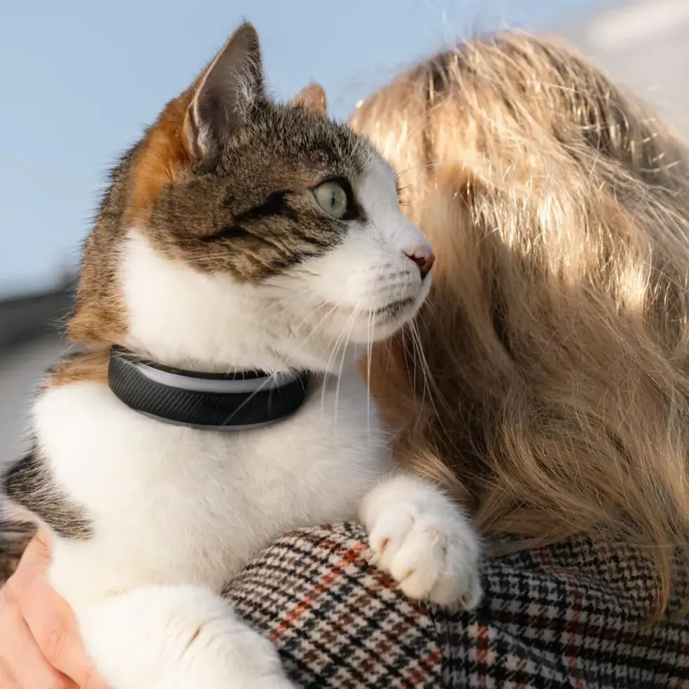 GPS-Tracker an einer Katze